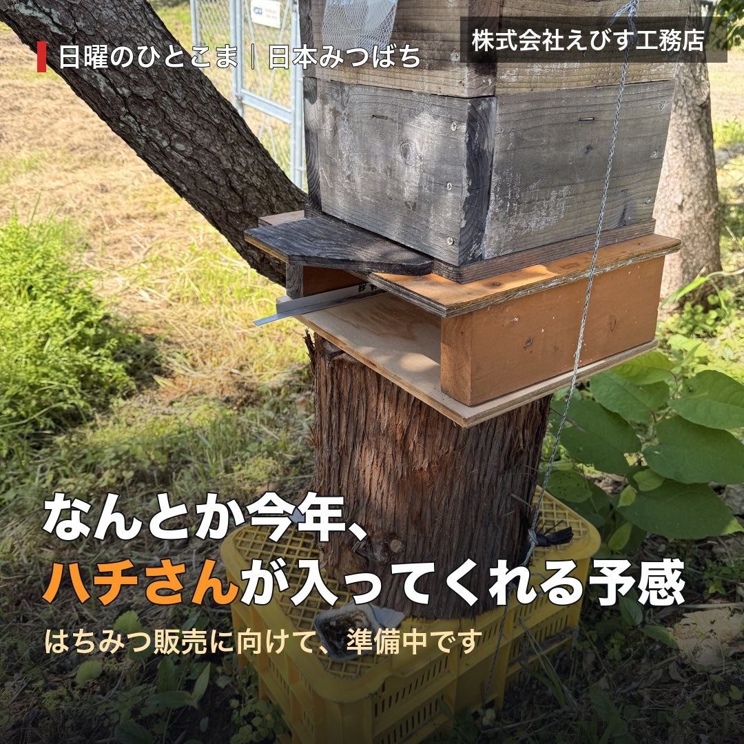 なんとか今年、ハチさんが入ってくれる予感（日本みつばち）