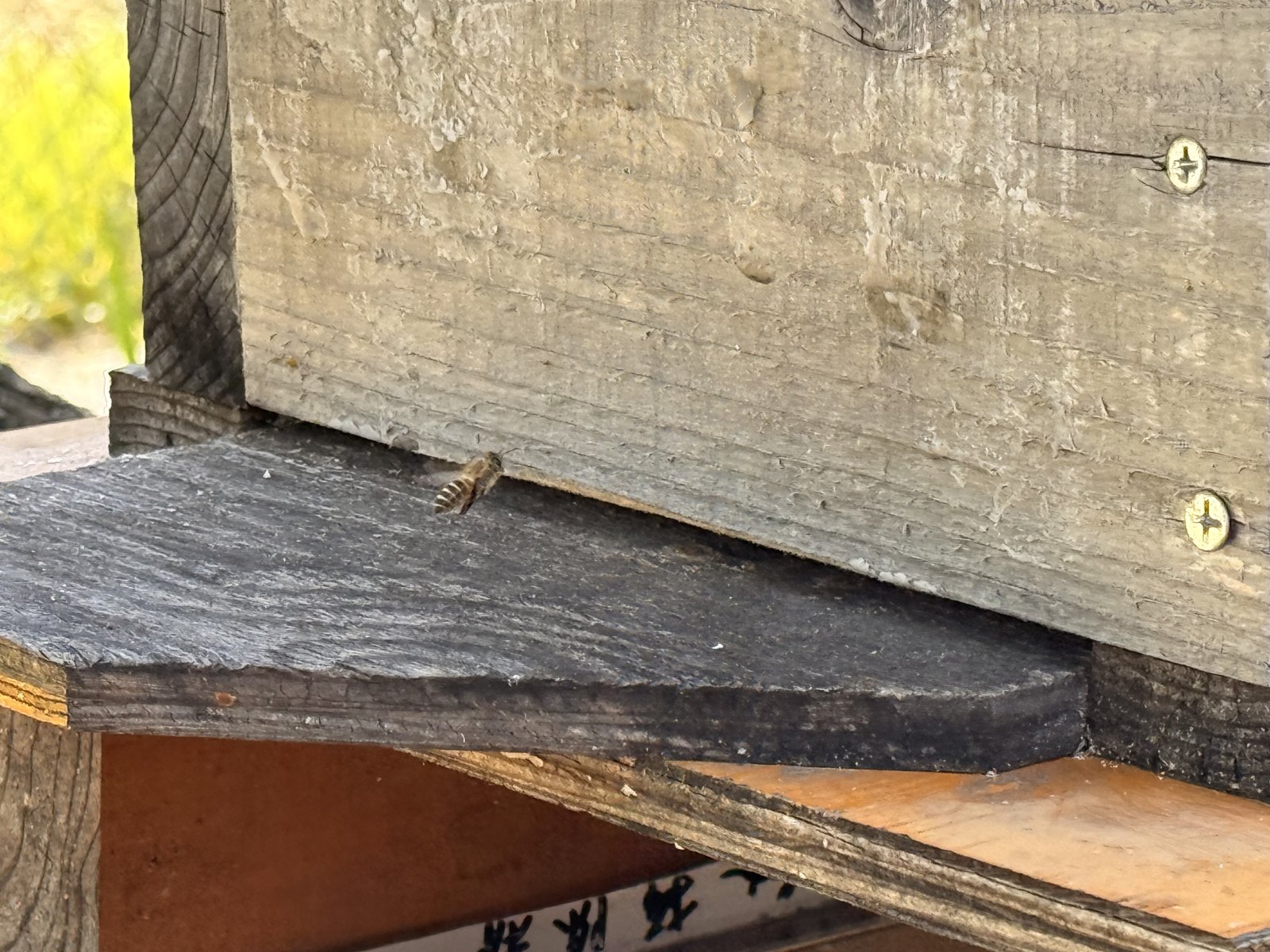 巣箱に来たニホンミツバチ