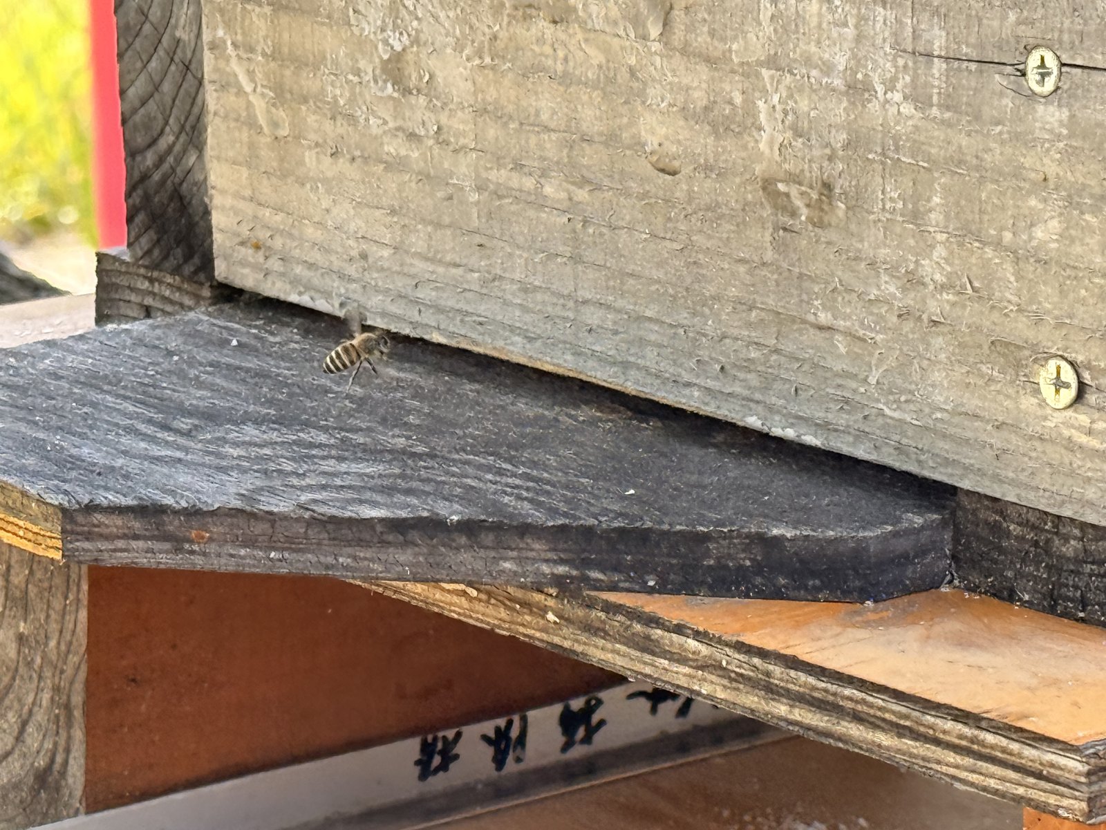飛んでいるニホンミツバチ